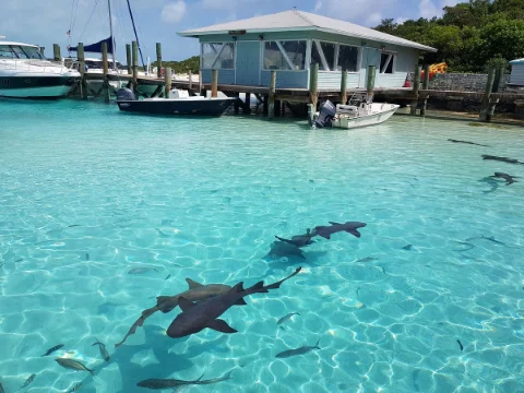 Compass Cay – Nurse Sharks and Scenic Beauty
